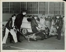 1952 Press Photo Police capture escaped bull at San Pedro & Pico Streets, CA picture