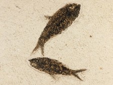 TWO Larger 50 Million Year Old FISH Fossils on Big Matrix From Wyoming 1715gr picture