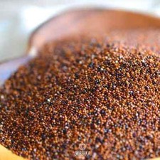 Canihua (Chenopodium pallidicaule, kaniwa) 100+ / 1000+ / 10000+ PCS fresh seeds picture