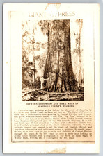 FL, Seminole County, Giant Cypress, Men, RPPC, Vintage Postcard picture