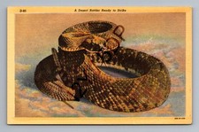 Vintage Curteich Linen Postcard Desert Rattlesnake Ready to Strike Arizona picture