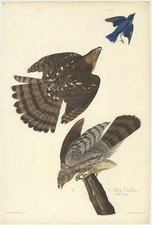 Cooper's Hawk Vintage Audubon Birds of America Plate 36 Wall Art Reprint picture