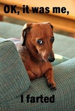  Dachshund  refrigerator magnet 3 1/2x 4  1/2 