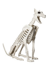 Spike the Skeleton Dog picture