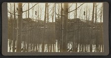 Theodore Roosevelt Bear Hunting Dogs Stereograph 1905 First Little Bear picture