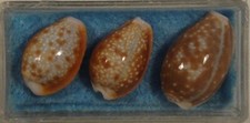 Cypraea Helvola Dwarfs 3 Shells 16-19mm Philippines picture