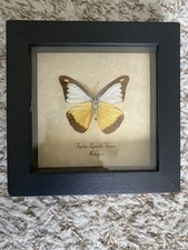 Real Framed Butterfly Chocolate Albatross Butterfly picture