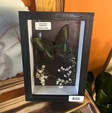 Framed Alpine Black Swallowtail Butterfly in Shadow Box Natural Oddity picture