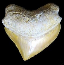 SQUALICORAX TOOTH REAL PRE-HISTORIC EXTINCT CROW SHARK FOSSIL CORAX RELIC NICE picture