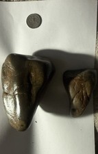 2 HUGE  Fossil Tooth Triassic Dinosaur Era Reptile picture