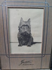 Antique Scottish Terrier Dog Portrait Photo James Niagara Falls Art Deco Frame picture