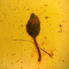 STUNNING LEAF inclusion in Burmese / Burmite amber fossil / 100% genuine  picture