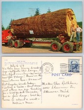 Giant Fir Log Postcard 1969 Port Angeles WA Logging Washington Oregon picture