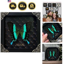 Real Peacock Swallowtail Butterfly 6.3