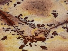 Amazing Large Owyhee Dendritic Jasper Slab, Lot #231 picture