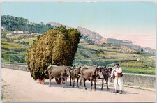 Spain Vigo 1910 Carreta de Tojo Aldeano Conduciendo Ox Cart Galicia Postcard picture