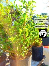 Night Blooming Jasmine Live Plant 1 Gallon  Small Tree 3-4ft Bonsai  Style Bush picture