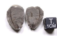 Mississippian Conulariid Fossil Kentucky Borden Fm Carboniferous picture