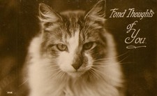 Cat - Fond Thoughts of You - RPPC Postcard Antique c1929 Real Photo N picture