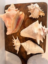 Vintage Lot of 5 Large Natural Seashells, Queen Conch & Murex Specimen Set picture