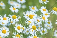 Matricaria Recutita 1000+ Seeds – German Chamomile – Pollinator-Friendly / Tea picture
