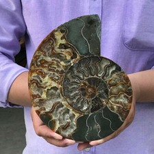TOP 300G+ Natural ammonite fossil conch crystal specimen healing care picture
