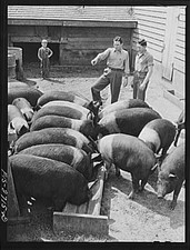 Photo:Ames Iowa Hog Feeding Farm Gene Francis 1940s Pigs Feed Rations picture