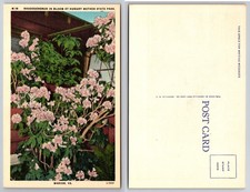 Rhododendron Bloom Hungry Mother State Park Marion Virginia VA Postcard picture