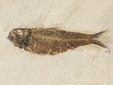 BIG 50 Million Year Old Knightia FISH Fossil in HUGE MATRIX Wyoming 1661gr picture