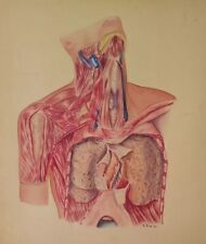 Handpainted Illustration Board ANATOMY STUDY SIGNED AND DATED 1960, 44
