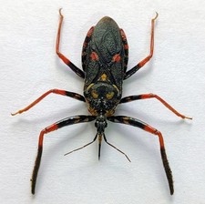 TS3- 788 Reduviidae picture