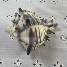 Radish Murex Sea Shell Conch Hexaplex Radix Gmelin Striped Points 3” x 2 1/4” picture