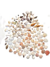 Sea Shell Lot 140 Mixed See Photos  picture