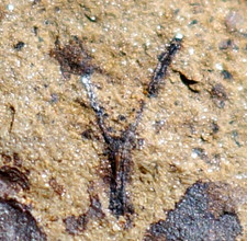 100% natural complete branched Cooksonia w sporangia Silurian fossil land plant picture
