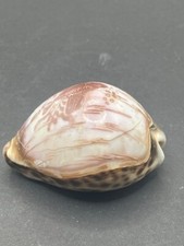 Vintage Hand Carved Cowrie Shell goldfish picture