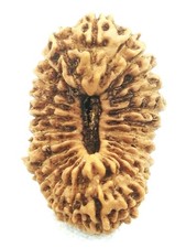 Rare 26 Mukhi Rudraksha - Twenty Six Face Rudraksh  - 21.80 mm - IGL Certified picture