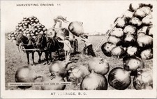 Terrace BC Harvesting Onions Exaggeration Huge Farmer Canadian RPPC Postcard G72 picture