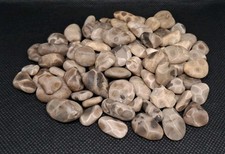 High-Pattern Small Petoskey Stones Unpolished Lake Michigan Fossil Coral Lot picture