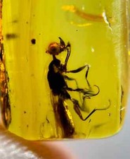 Ultra Rare Unicorn Wasp In Burmese Amber Authentic Fossil picture