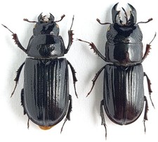 Lucanidae Ceruchus chrysomelinus C Russia picture