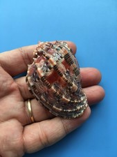 59.6mm | Harpa harpa| F+++ | BIG size| Nice color picture