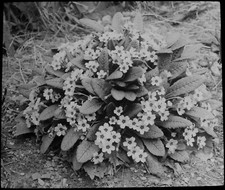 PRIMROSES C1910 ANTIQUE Magic Lantern Slide PHOTOGRAPH FLOWER STUDY picture