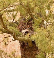 Great Horned Owl Nest Cone With Mount And Hardware picture