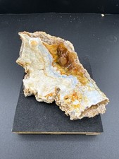 Colorful Florida Agatized Botryoidal Chalcedony Coral Display Specimen Fossil picture