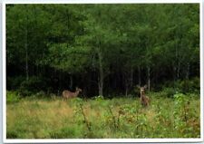Postcard - White Tailed Deer In Maine picture