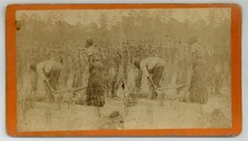 African American Sharecropper 1870 O Pierre Havens Photo Savannah Georgia J14800 picture