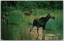 Vintage Postcard Isle Royale Moose Cow and Twin Calves Michigan picture