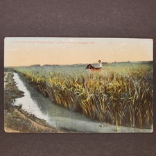Early 1900s Postcard Stuttgart Arkansas, Rice Field along Canal on Grand Prairie picture